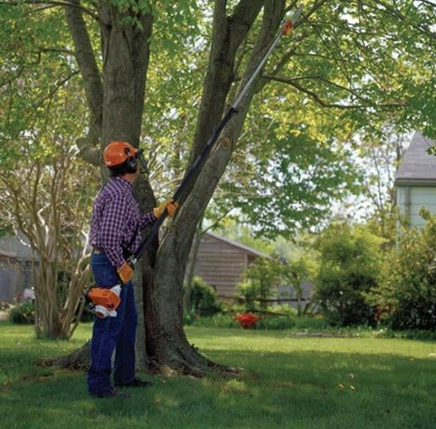 DIY – How to Trim Tree Branches Yourself | Davey Blog