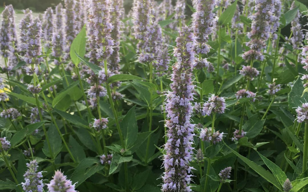 Planting a Lavender Field: How To Start a Lavender Farm