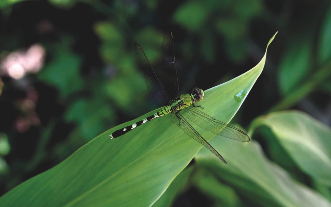 Dragonfly Gardening