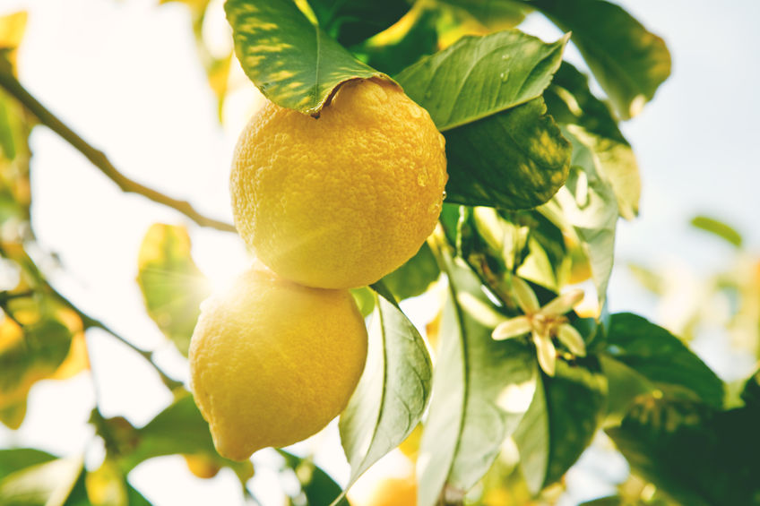 Yes! You CAN Grow a Lemon Tree