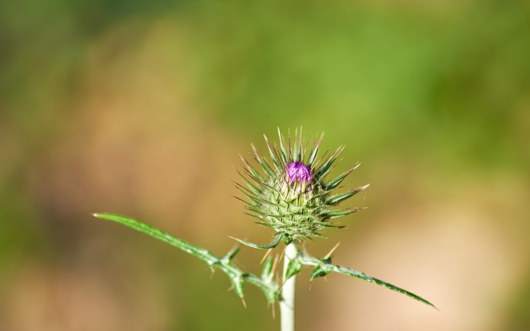 What is a Weed? Tips for Weed Identification In Your Garden